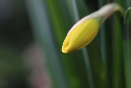 Daffodil Narcissus Yellow Blossom Bloom Bud