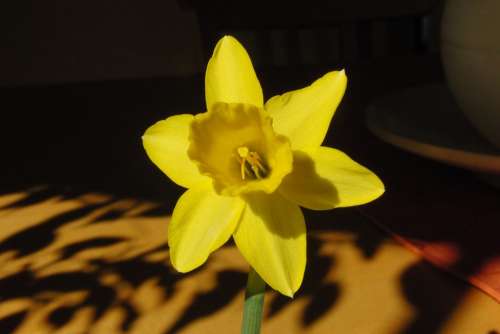 Daffodil Flower Yellow Blossom Bloom Close Up