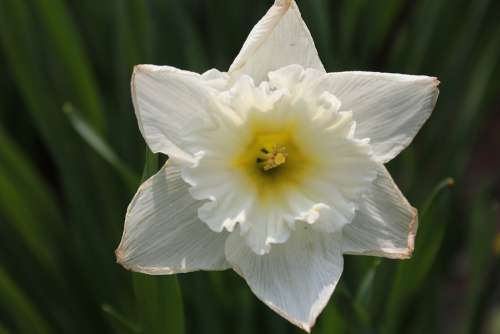 Daffodil Narcissus Jonquil Flower Nature Blossom