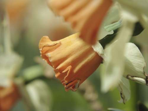 Daffodil Orange White Blossom Bloom Flower