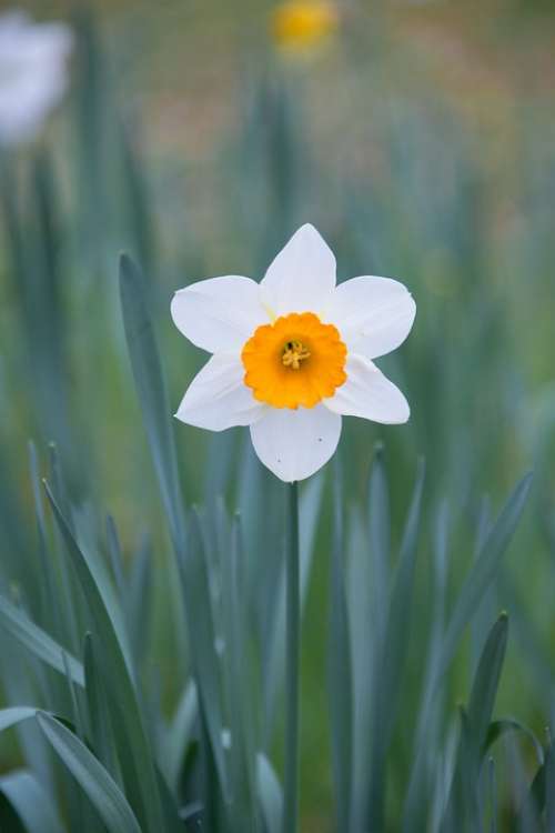 Daffodil Flower Spring Garden Park Meadow Plant