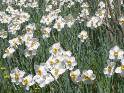 Daffodil Field Daffodils Flowers White