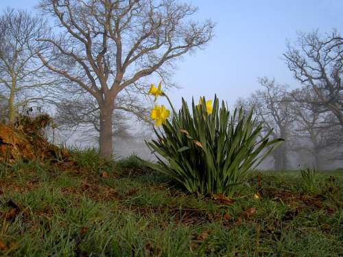 Daffodils Yellow Flowers Trees Grass Field