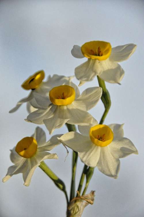 Daffodils Flowers Narcissus Spring Green Yellow