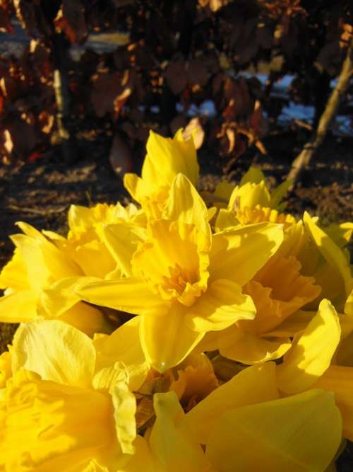 Daffodils Close-Up Harbingers Of Spring Sunshine