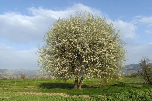 Dağbeyli Spring Tree