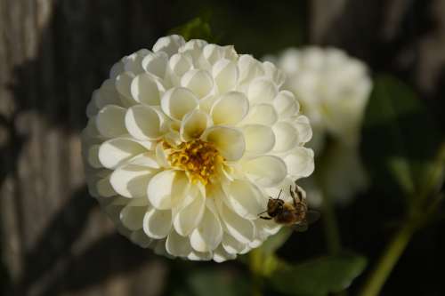Dahlia Blossom Bloom White Flower Insect Bee