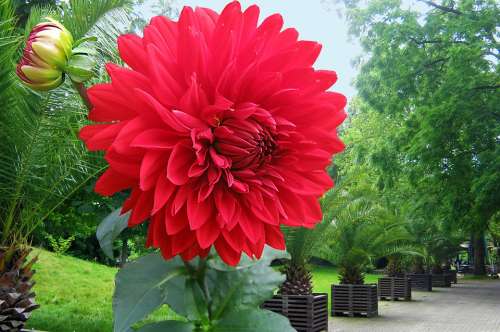 Dahlia Red Autumn Flowers Park