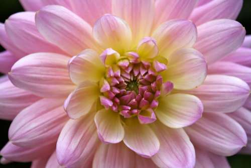 Dahlia Flower Macro Close Up Rose Yellow