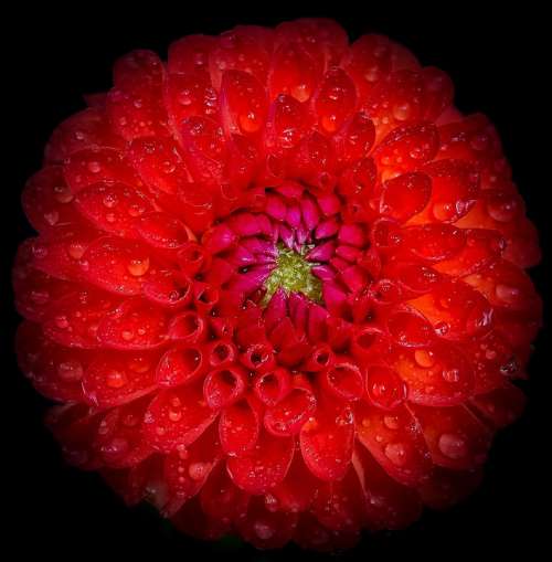 Dahlia Red Flower Closeup Close-Up Freshness