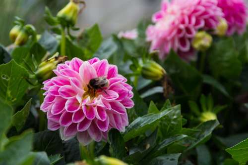 Dahlia Flower Plant Garden Perk Bumblebee