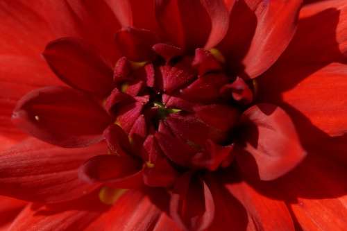 Dahlia Red Close Up Petals Blossom Bloom Inside