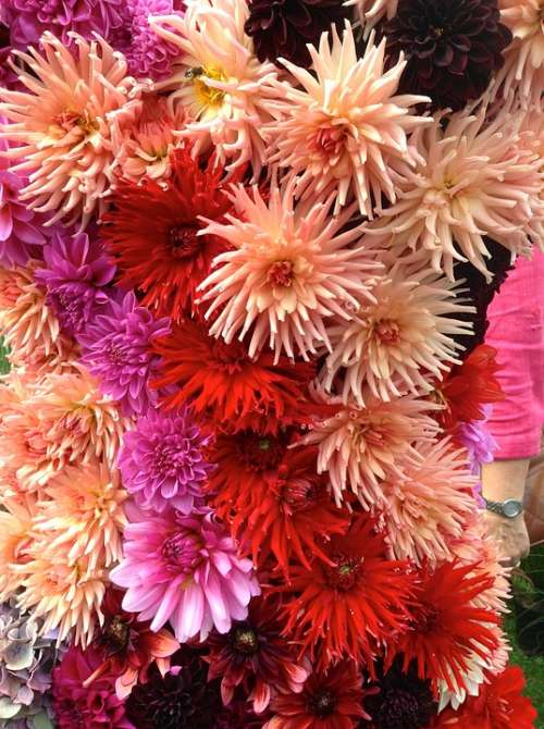 Dahlia Summer Flower Nodule