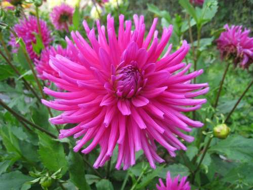 Dahlia Flower Pink Colors Leaf Green Garden