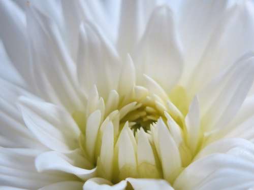 Dahlia Blossom Bloom White Innocence Open Center