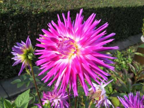 Dahlia Orange Red Autumn Garden Nature Flower