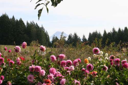 Dahlias Mt Hood Leaves Plant Flowers Pink Yellow