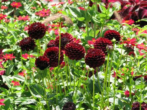 Dahlias Flowers Red Blossom Bloom Garden