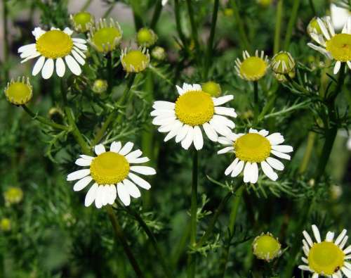 Daises Forming New Growth Flower Nature Yellow