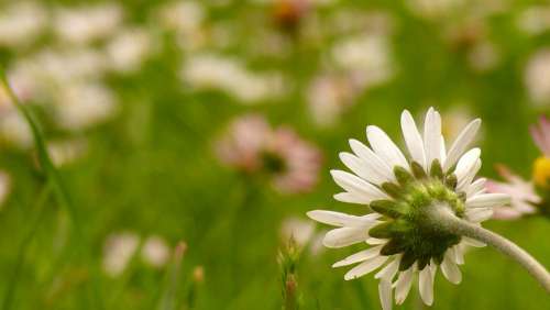 Daisies Meadow Plant