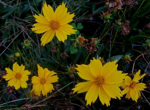 Daisies Bright Yellow Flowers Serated Petal Edge