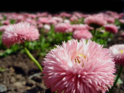 Daisies Flower Plant Macro Pink Blossom Bloom