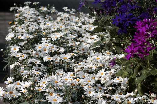 Daisies Leucanthemum Flowers White Bloom
