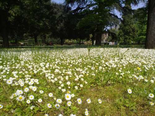 Daisies Prato Green Spring Flower Park Garden