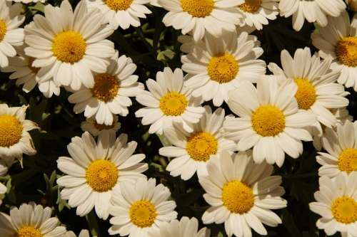 Daisies Margheriten Flowers Many Bloom White