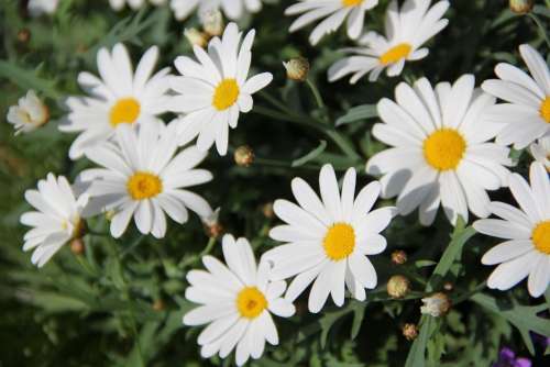Daisies Flowers Plant White Yellow Bloom