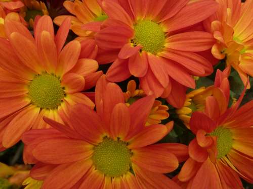 Daisies Flowers Orange