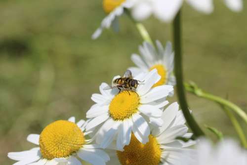 Daisies Hoverfly Flowers Summer Plant White