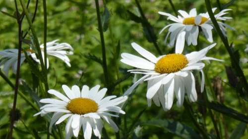 Daisies White Flowers Flower Summer Spring Plant