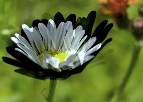 Daisy White Wild Flower Meadow Art Work