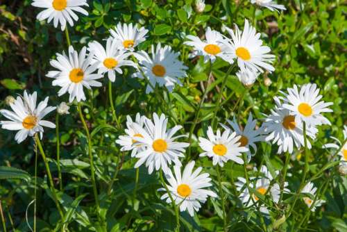 Daisy Daisies Flowers Pretty White Nature Plant