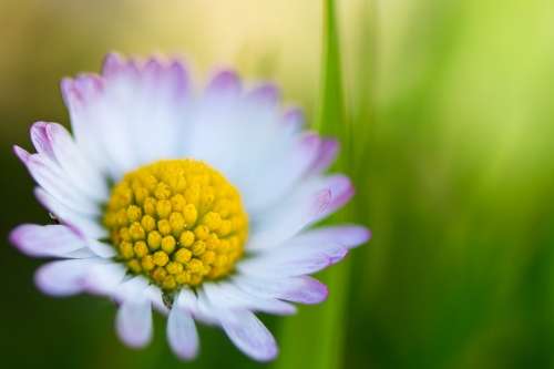 Daisy Margaret Margaretenblume Flower White Spring