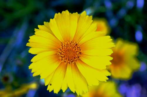 Daisy Yellow Bright Flower Bloom Petals Delicate