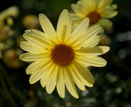 Daisy Soft Yellow Petals Dainty Concentric