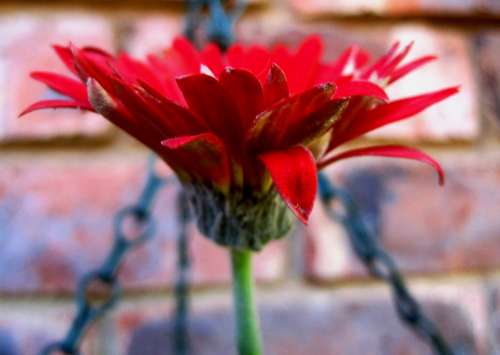 Daisy Baberton Flower Red Petals Delicate