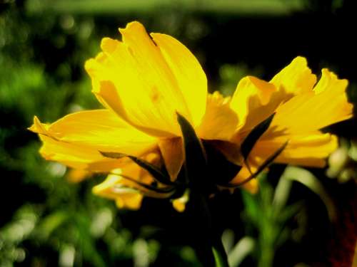 Daisy Flower Bloom Backlit Luminous Bright