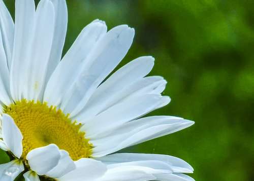 Daisy Wild Flower Plant Wild Plant Nature Outside