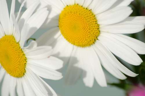Daisy Flower The Nature Of The