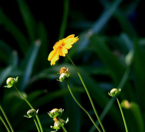 Daisy Flower Single Yellow Buds Stems Long