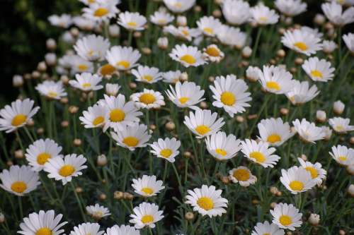 Daisy Flower Meadow Flowers Nature Plant Summer