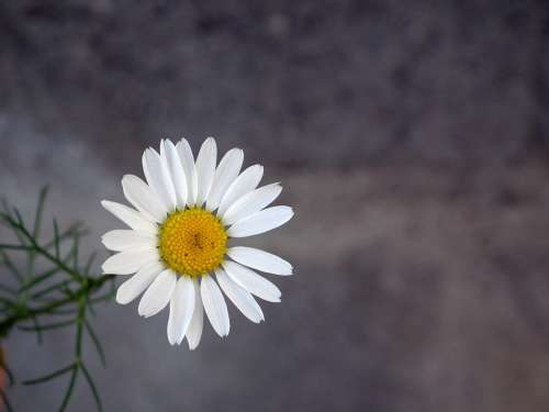 Daisy Flower White Chamomile Closeup Petal Summer
