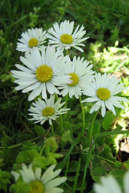 Daisy Nature White