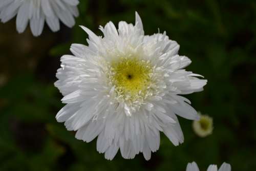 Daisy White Flower Close-Up Nature Plant Petal