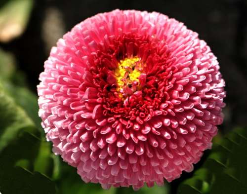 Daisy Flower Pink Nature Plant Spring Blossom