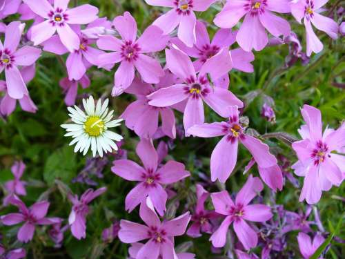 Daisy Nature Flower Plant Colorful Close Up Flora