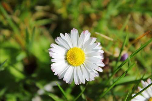Daisy White Flourishing Flower Flowers Daisies